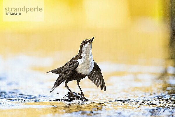 Wasseramsel (Cinclus cinclus)  erwachsenes Tier auf Stein mit ausgebreitetenden Flügeln in einem Fließgewässer  Futter im Schnabel  warmes Gegenlicht  Teutoburger Wald  Niedersachen  Deuschland