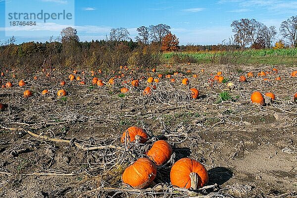 Landschaft mit reifen orangefarbenen Kürbissen auf einem Feld