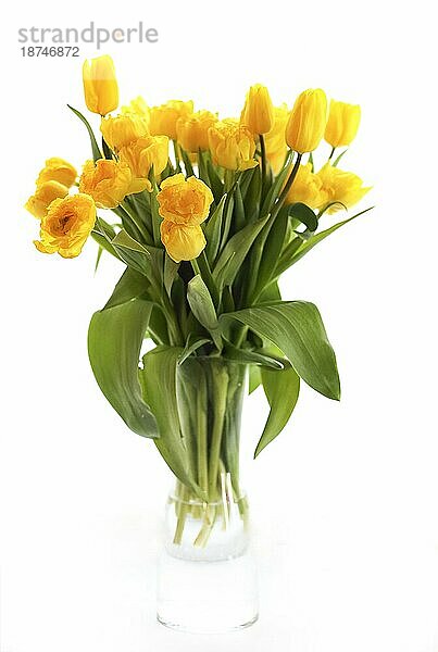 Blumenstrauß von frischen gelben Tulpen in Glasvase mit Wasser gegen weißen Hintergrund platziert