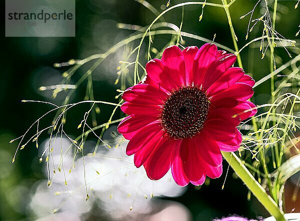 Makro einer rosa Gerberablüte