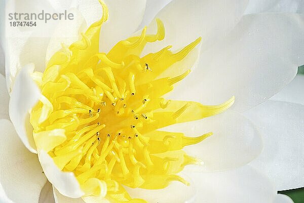 Makro einer weißen Seerosenblüte