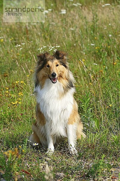 Sheltie  Shetland Sheepdog