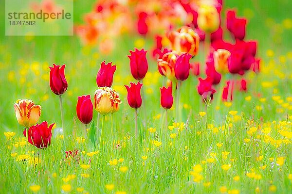 Frühlingslandschaft mit Tulpen auf einer Blumenwiese