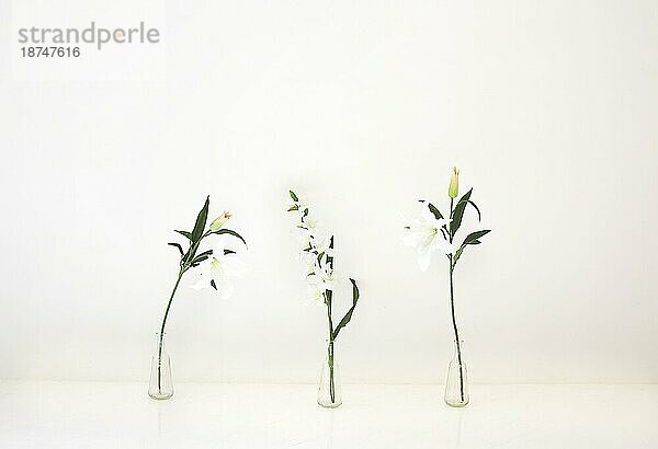 Schöne natürliche Lilien in Glasvasen an einer weißen Wand in einem hellen Raum