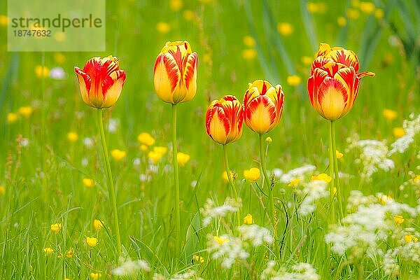 Frühlingslandschaft mit Tulpen auf einer Blumenwiese