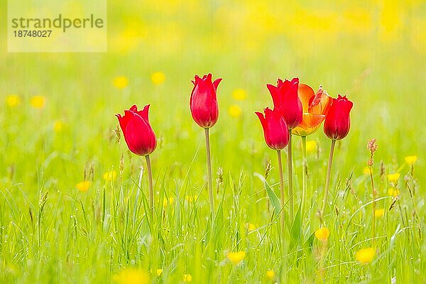 Frühlingslandschaft mit Tulpen auf einer Blumenwiese