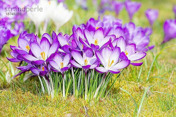 Nahaufnahme von violetten Krokusblüten auf der Wiese