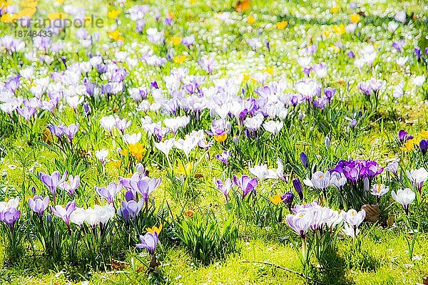 Frühlingshintergrund mit verschiedenen Krokusblüten auf der Wiese