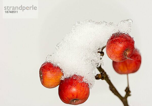 Gefrorene reife Äpfel mit Schnee bedeckt selektiver Fokus