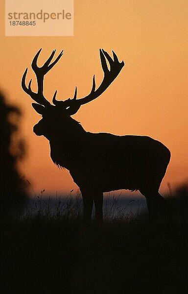 Rothirsch (Cervus elaphus)  männlich