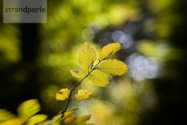 Indian Summer auf der Schwäbischen Alb  bunte Blätter der Buche (Fagus)  Herbstwald  Bokeh  Römerstein  Baden-Württemberg  Deutschland  Europa