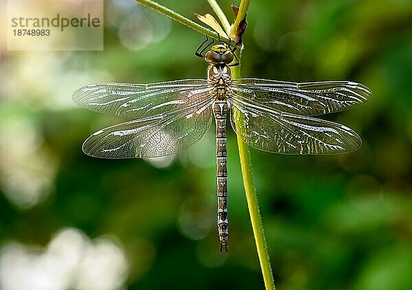 Makro einer Libelle auf einer Pflanze