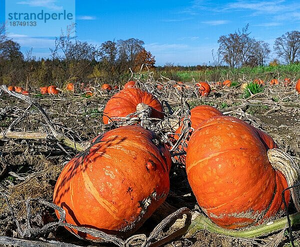 Landschaft mit reifen orangefarbenen Kürbissen auf einem Feld