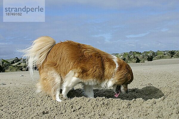 Mischlingshund gräbt am Strand  graben  grabend  gräbt