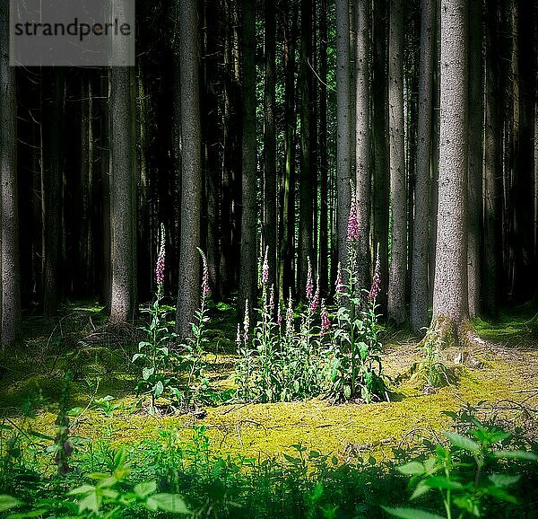 Rittersporn blüht in einem tiefen  stimmungsvollen Wald