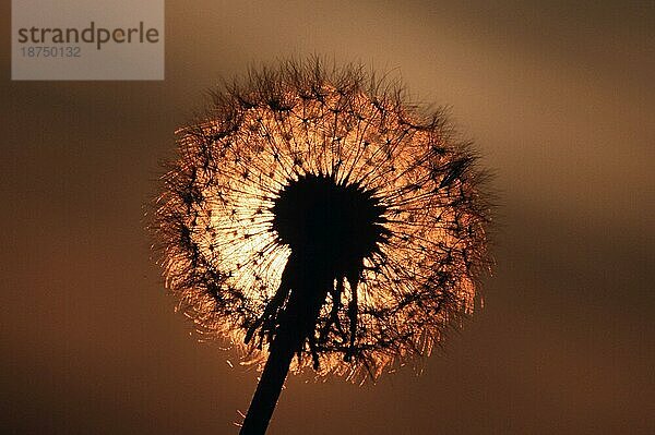 Löwenzahn (Taraxacum officinale)  Samenkopf bei Sonnenuntergang