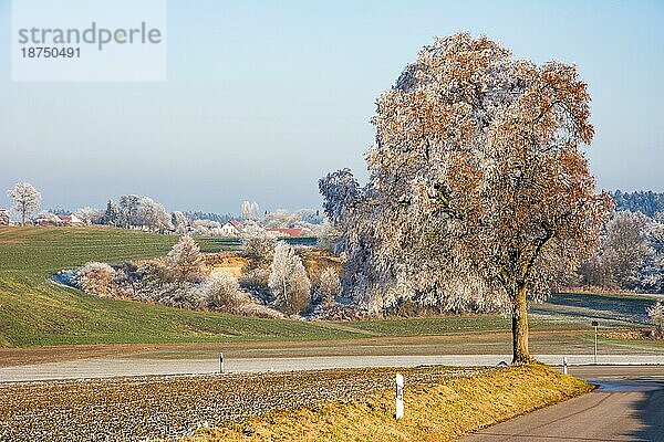 Einsamer Baum mit Frost bedeckt in Bayern Deutschland