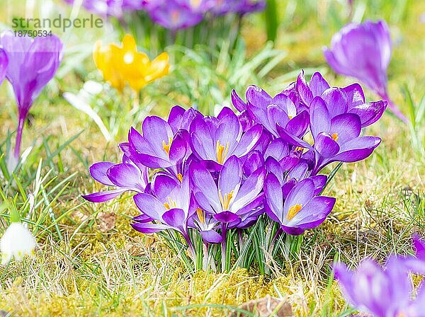 Nahaufnahme von violetten Krokusblüten auf der Wiese