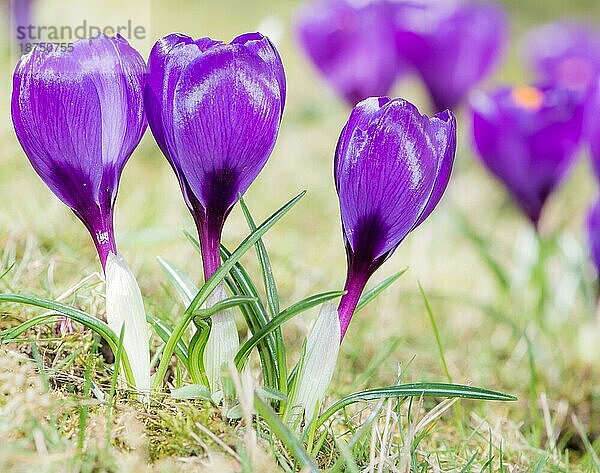Nahaufnahme von violetten Krokusblüten mit selektivem Fokus und geringer Schärfentiefe