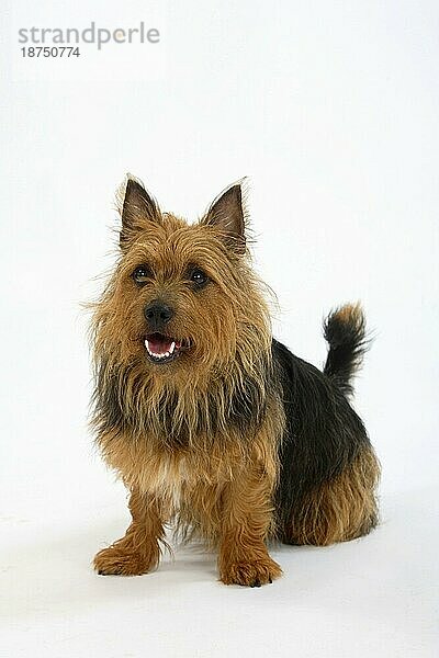 Australian Terrier