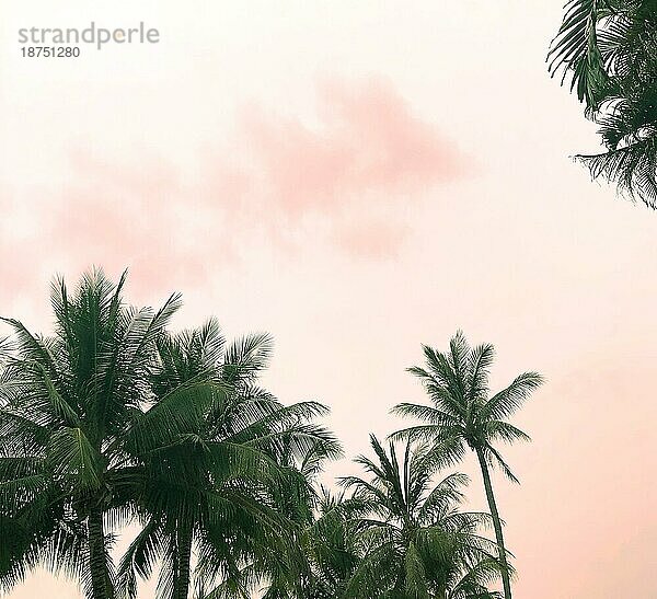Palmen gegen erstaunliche Zuckerwatte rosa Himmel bei Sonnenuntergang  tropische Landschaft Hintergrund. Schöne tropische Natur Konzept
