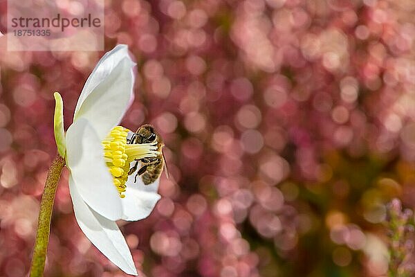 Biene bei der Bestäubung in der weißen Blüte einer Christrosenblüte