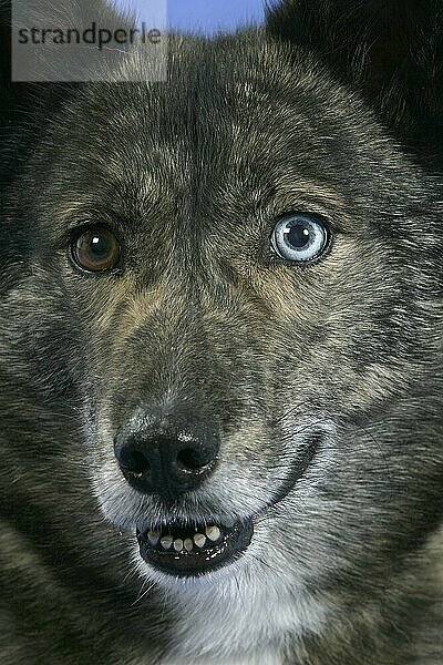 Mischlingshund  odd-eyed