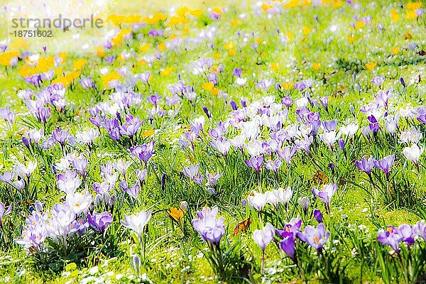 Frühlingshintergrund mit verschiedenen Krokusblüten auf der Wiese