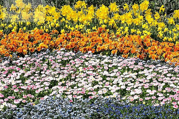 Verschiedene Frühlingsblumen im Garten