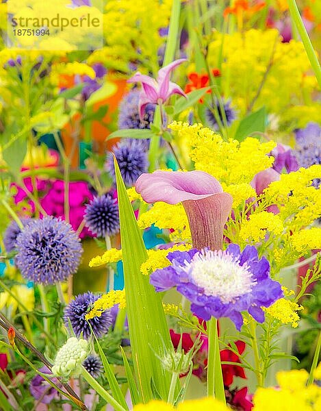 Blumenbeet mit verschiedenen Sommerblumen selektiver Fokus mit geringer Schärfentiefe