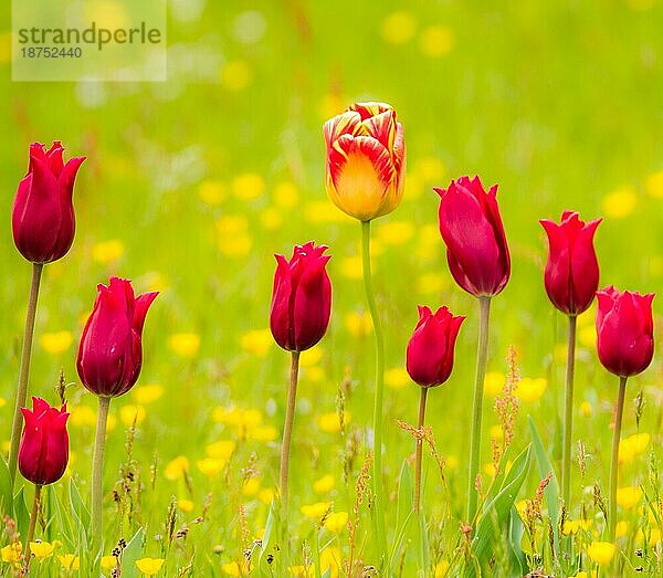 Frühlingslandschaft mit Tulpen auf einer Blumenwiese