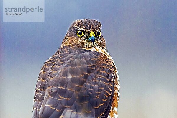 Sperber (Accipiter nisus) erwachsener Vogel Tierporträt  Sachsen- Anhalt  Deutschland  Europa