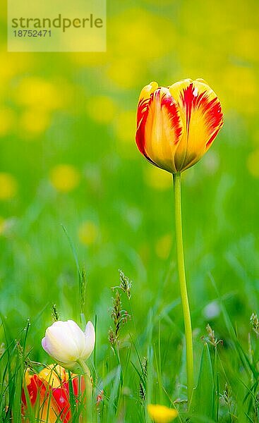 Frühlingslandschaft mit Tulpen auf einer Blumenwiese