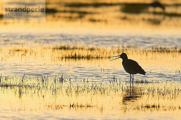 Uferschnepfe (Limosa limosa) im Gegenlicht  Abendstimmung  rufend  Silhouette  Dümmerniederung  Niedersachsen  Deutschland  Europa