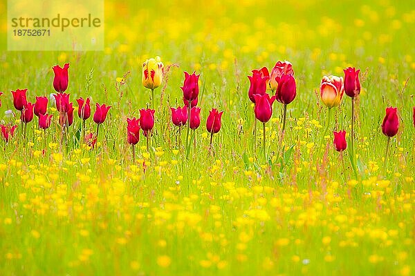 Frühlingslandschaft mit Tulpen auf einer Blumenwiese