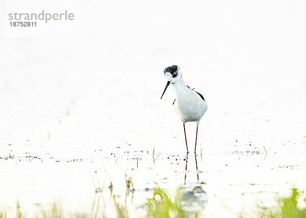 Stelzenläufer (Himantopus himantopus)  Heykey  frontal  flaches Wasser  Dümmerniederung  LK Diepholz  Niedersachsen  Deutschland  Europa