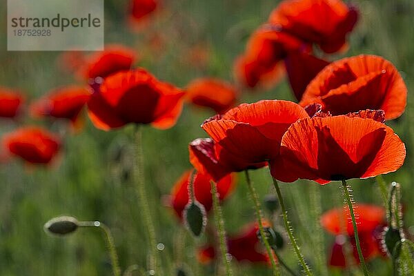 Klatschmohn (Papaver rhoeas)  Schonen  Schweden  Europa