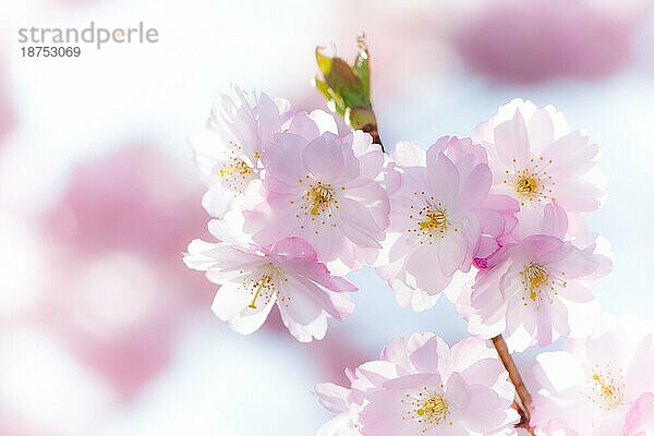 Frühling landschaftlich Nahaufnahme eines Zweigs mit rosa Kirschblüten