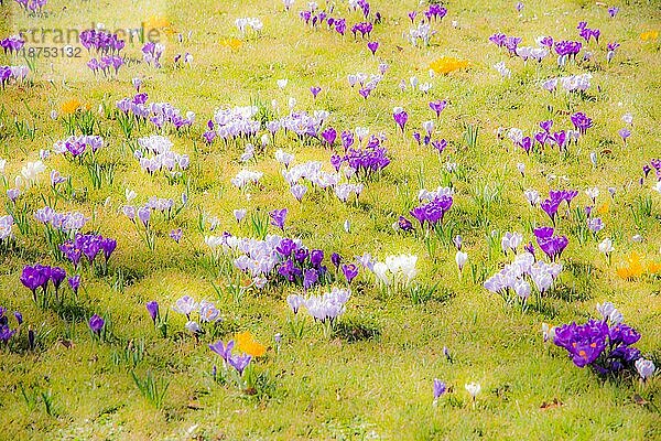 Frühlingshintergrund mit verschiedenen Krokusblüten auf der Wiese