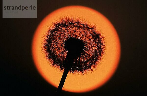 Löwenzahn (Taraxacum officinale)  Samenkopf bei Sonnenuntergang