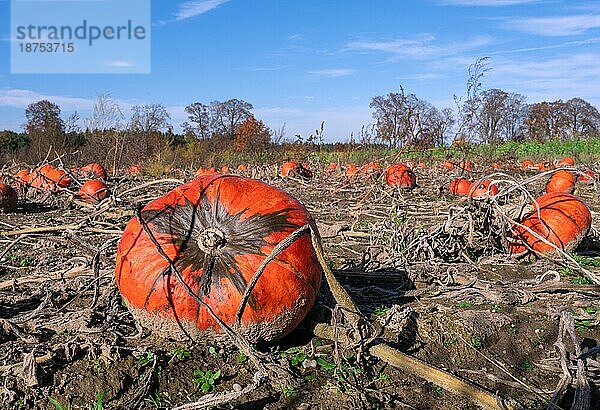 Landschaft mit reifen orangefarbenen Kürbissen auf einem Feld