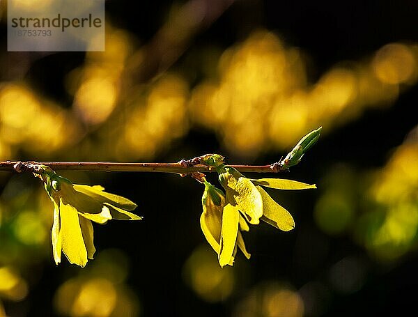 Nahaufnahme eines Zweigs mit gelben Forsythienblüten