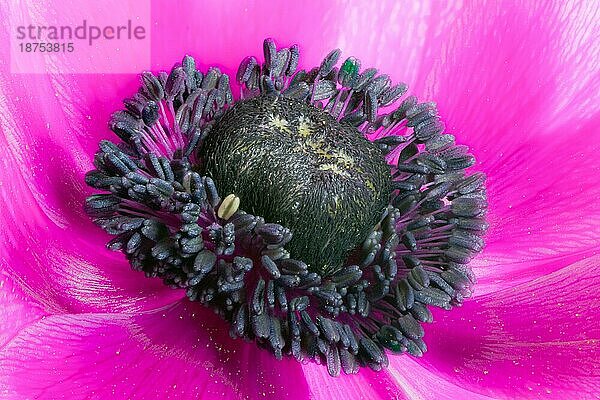 Makro einer lila Anemonenblüte