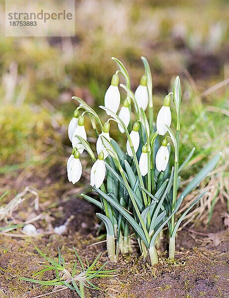 Erste Frühlingsblumen ein Strauß Schneeglöckchen