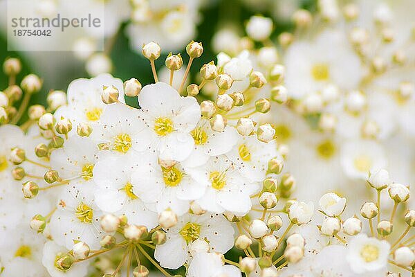 Blüten des Brautkranzstrauches mit geringer Tiefe des Feldes