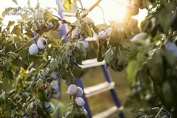 Baumzweige mit reifen Pflaumen hängen in der Nähe von unscharfen Leiter bei Sonnenaufgang im Garten