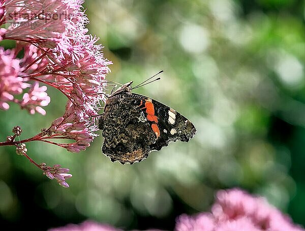 Makro eines Admiral Schmetterlings auf einer (Eupatorium) Blüte