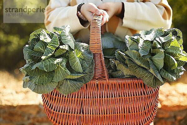 Unbekannte junge Frau lehnt sich an einen Weidenkorb mit frischem Kohl und berührt ihr Gesicht  während sie sich an einem sonnigen Sommertag auf dem Land auf einem Zaun ausruht