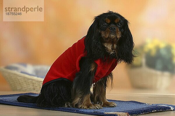 Cavalier King Charles Spaniel  black-and-tan  mit Pullover  Schutzkleidung  Hundebekleidung