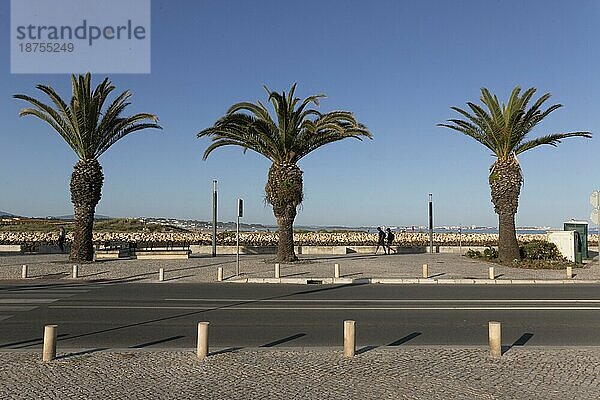 Drei Palmen im Abendlicht an der Promenade von Lagos  Faro-Distrikt  Algarve  Portugal  Europa